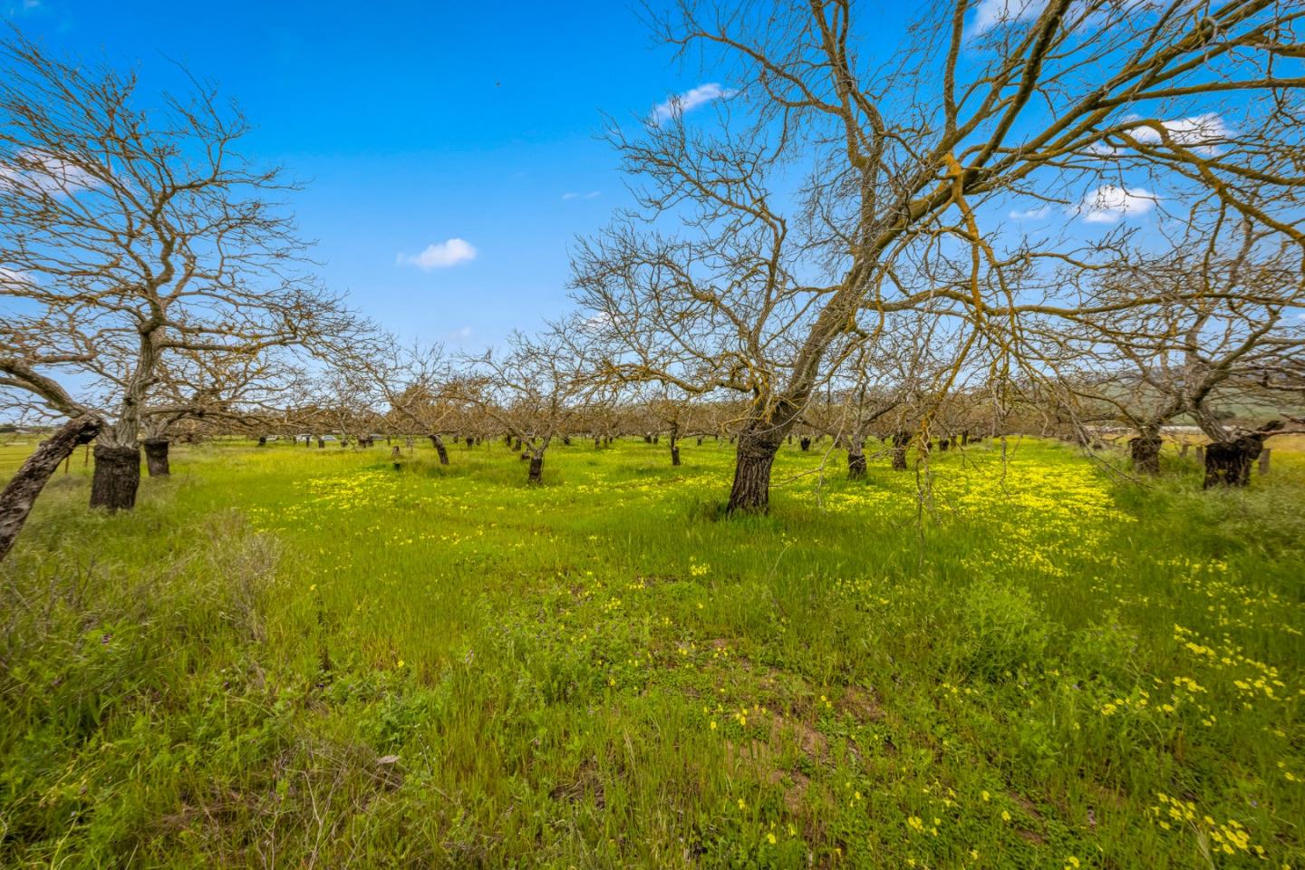 13755 Columbet Avenue San Martin, CA 95046 - Photo 38 of 61 a view of yard with large trees