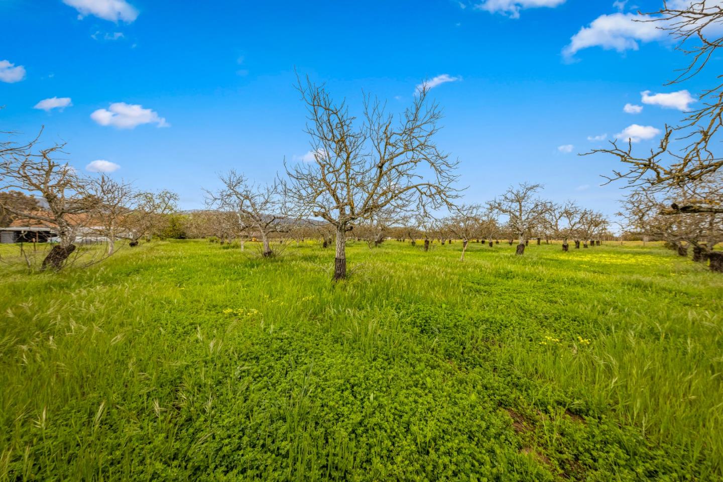 13755 Columbet Avenue San Martin, CA 95046 - Photo 40 of 61 a view of a big yard with lots of green space