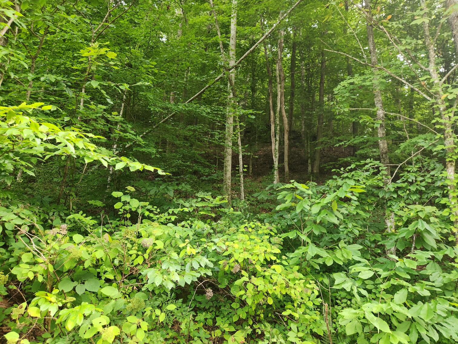 170 Birch Hollow Road Stanton, KY 40380 - Photo 20 of 25