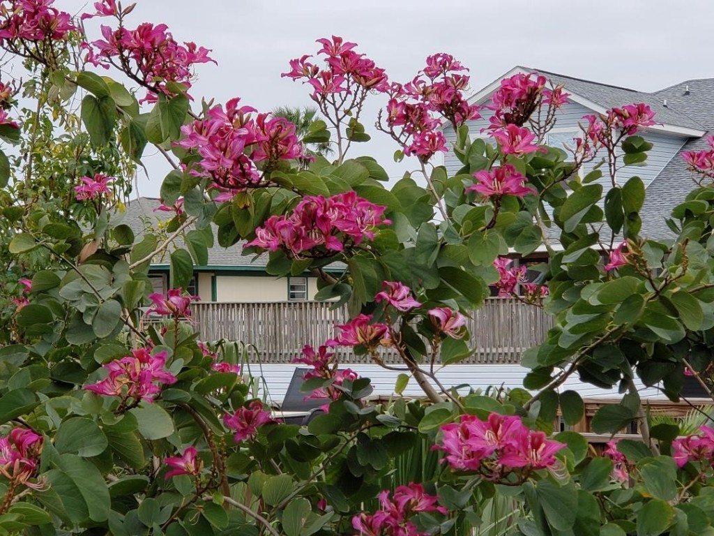 14 South Flamingo Street La Marque, TX 77568 - Photo 6 of 50 2 Orchid Trees