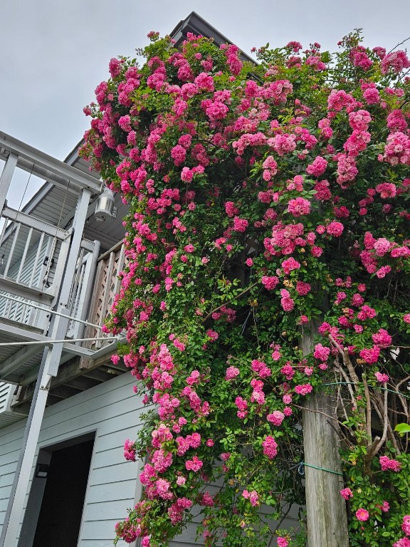 14 South Flamingo Street La Marque, TX 77568 - Photo 7 of 50 Peggy Martin Climbing Rose
