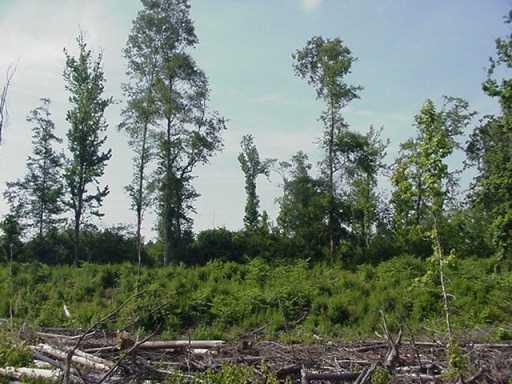 0 60328 Bennett Road Amite, LA 70422 - Photo 6 of 8 Gallery Image 6