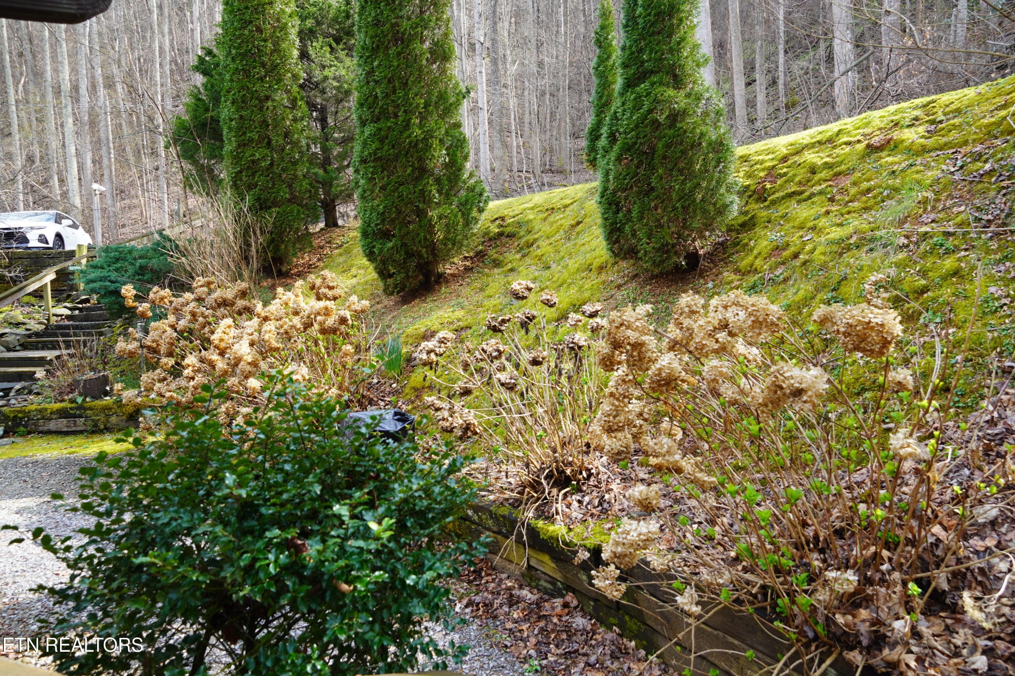 994 Emilyville Way Cosby, TN 37722 - Photo 17 of 24 a view of a yard with plants and large trees
