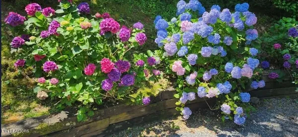a view of a flower in a garden