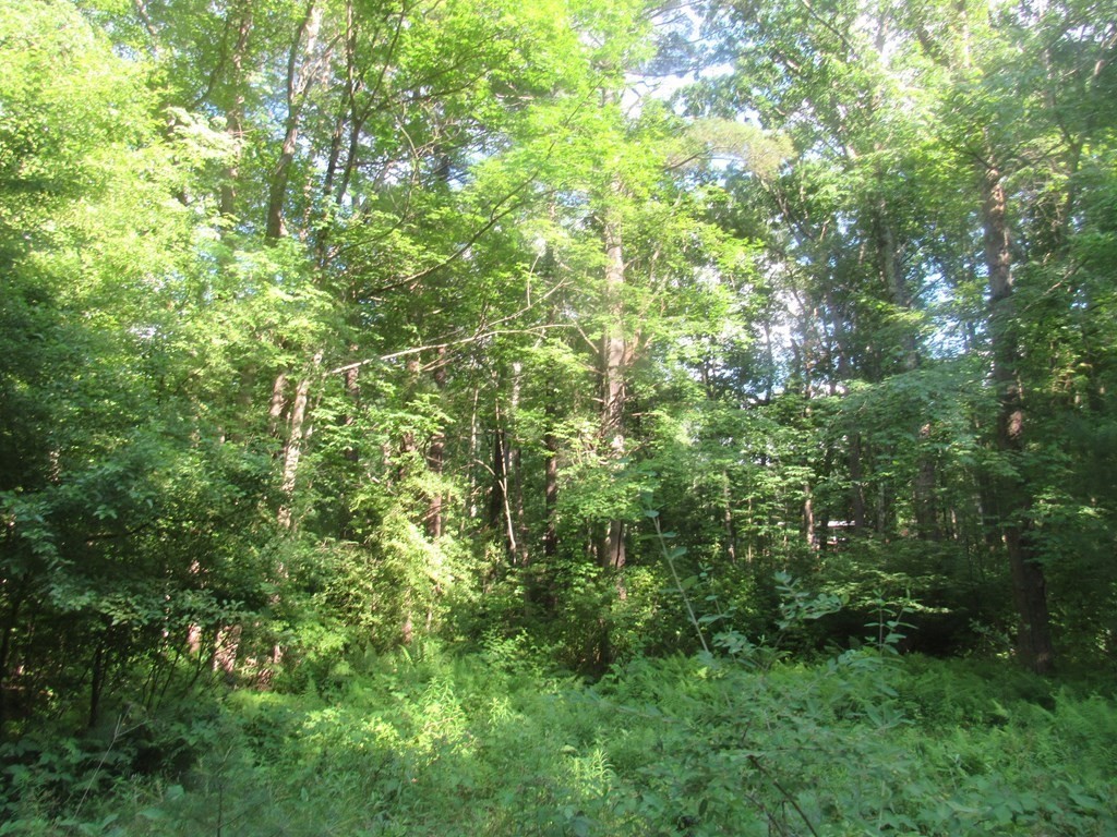 104 King George Drive Boxford, MA 01921 - Photo 7 of 12 a view of a lush green forest
