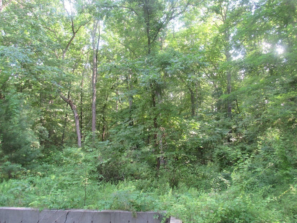 104 King George Drive Boxford, MA 01921 - Photo 8 of 12 a view of a lush green forest