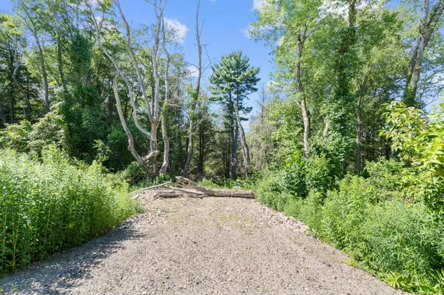 a view of a road with plants and bushes