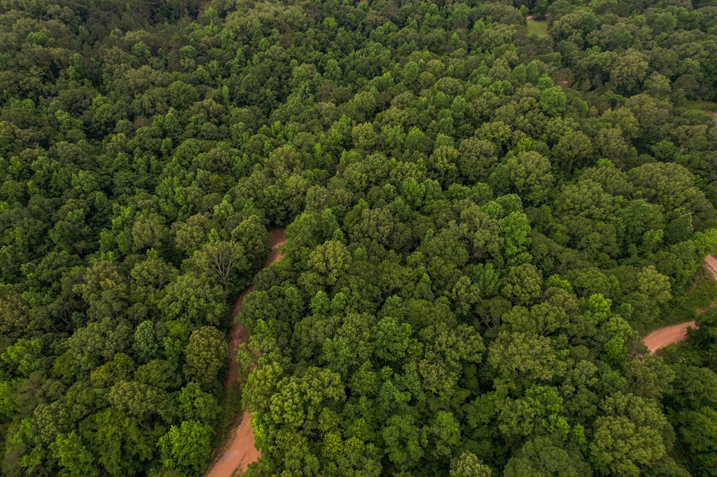 Tbd Black Bear Road Natchez, MS 39120 - Photo 11 of 30 Photo 11