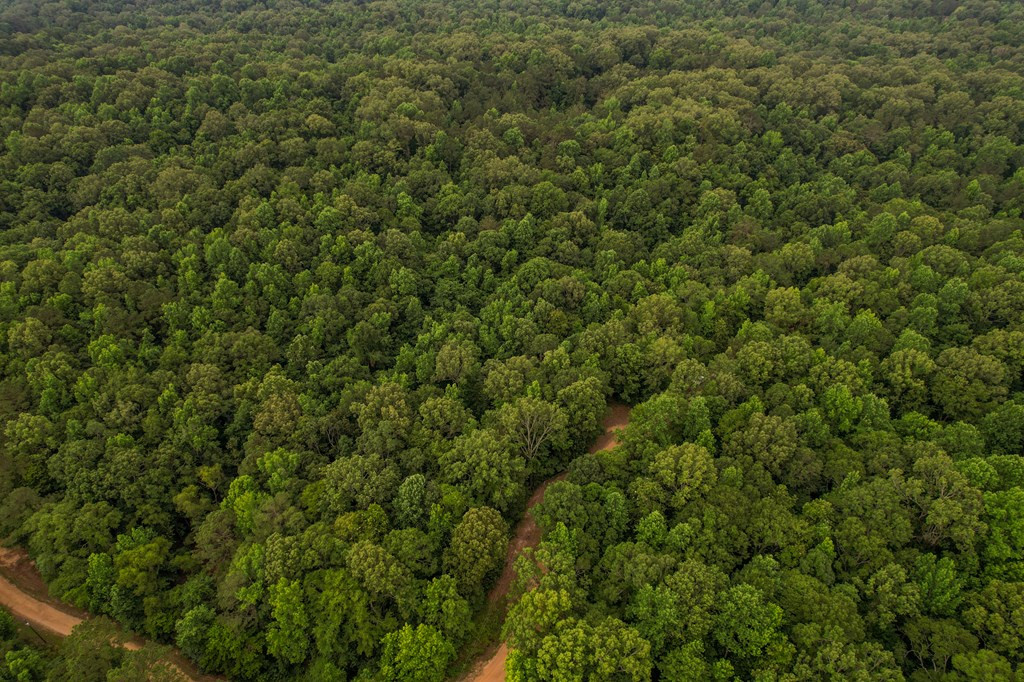 Tbd Black Bear Road Natchez, MS 39120 - Photo 12 of 30 Photo 12