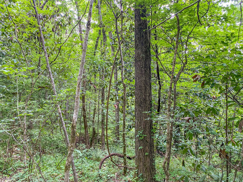 Tbd Black Bear Road Natchez, MS 39120 - Photo 17 of 30 Photo 17