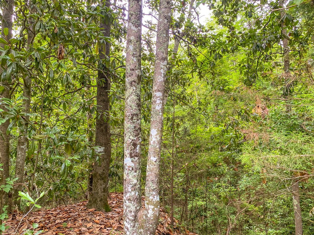 Tbd Black Bear Road Natchez, MS 39120 - Photo 19 of 30 Photo 19