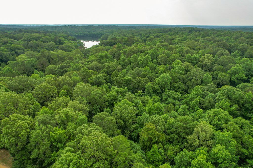 Tbd Black Bear Road Natchez, MS 39120 - Photo 2 of 30 Photo 2