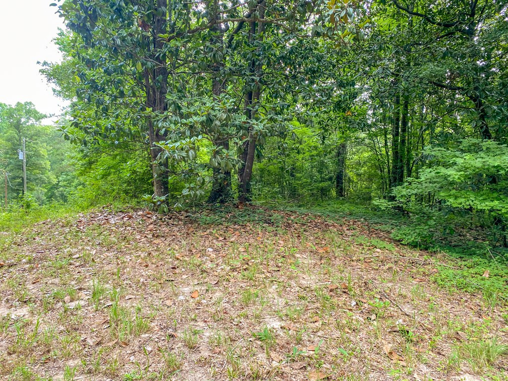 Tbd Black Bear Road Natchez, MS 39120 - Photo 21 of 30 Photo 21