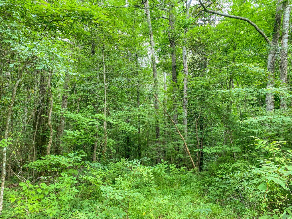 Tbd Black Bear Road Natchez, MS 39120 - Photo 23 of 30 Photo 23
