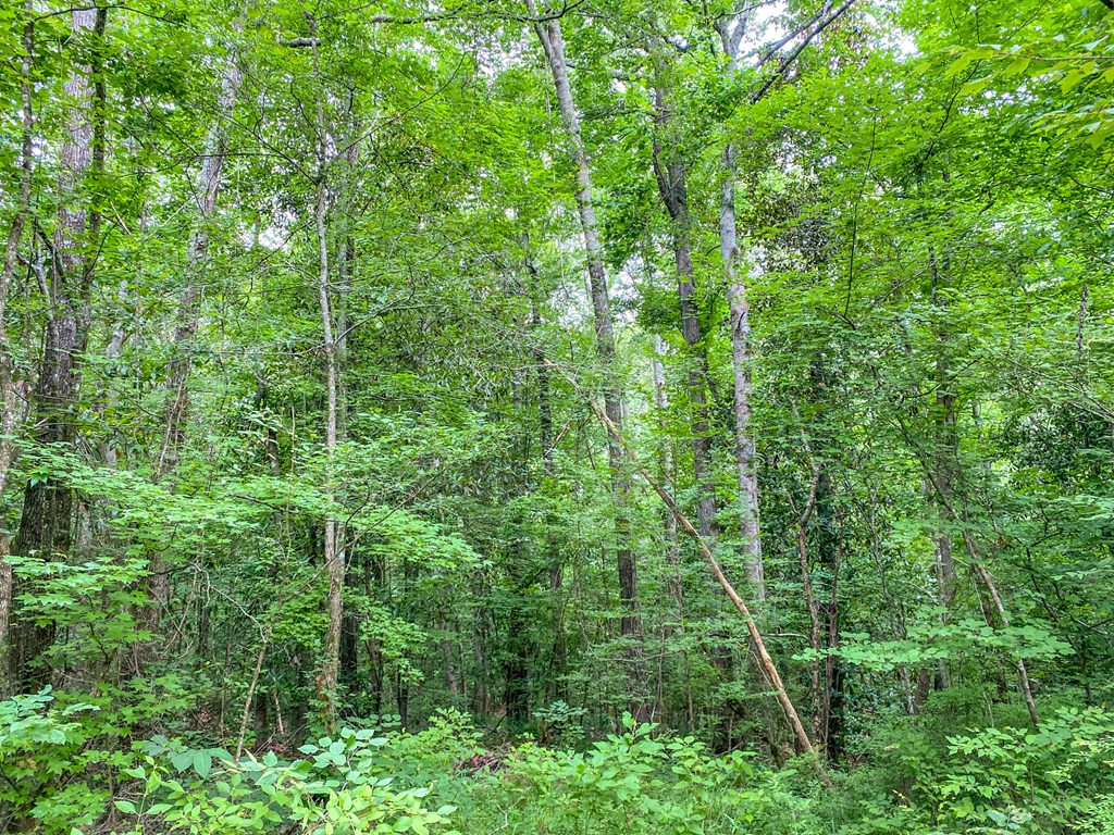 Tbd Black Bear Road Natchez, MS 39120 - Photo 24 of 30 Photo 24