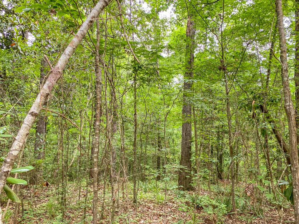 Tbd Black Bear Road Natchez, MS 39120 - Photo 25 of 30 Photo 25