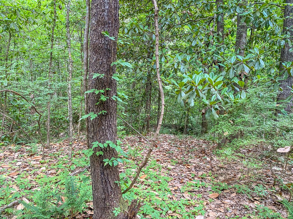 Tbd Black Bear Road Natchez, MS 39120 - Photo 26 of 30 Photo 26