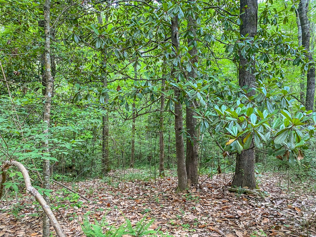 Tbd Black Bear Road Natchez, MS 39120 - Photo 27 of 30 Photo 27