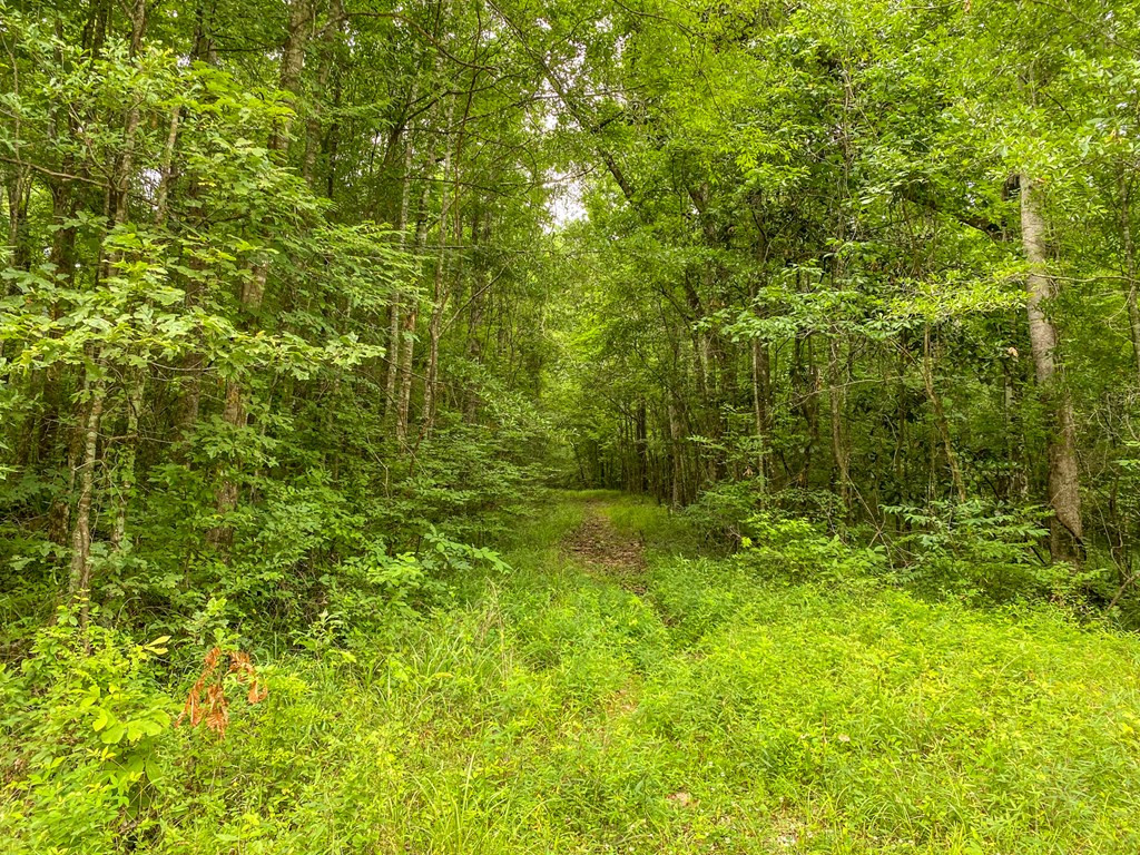 Tbd Black Bear Road Natchez, MS 39120 - Photo 28 of 30 Photo 28