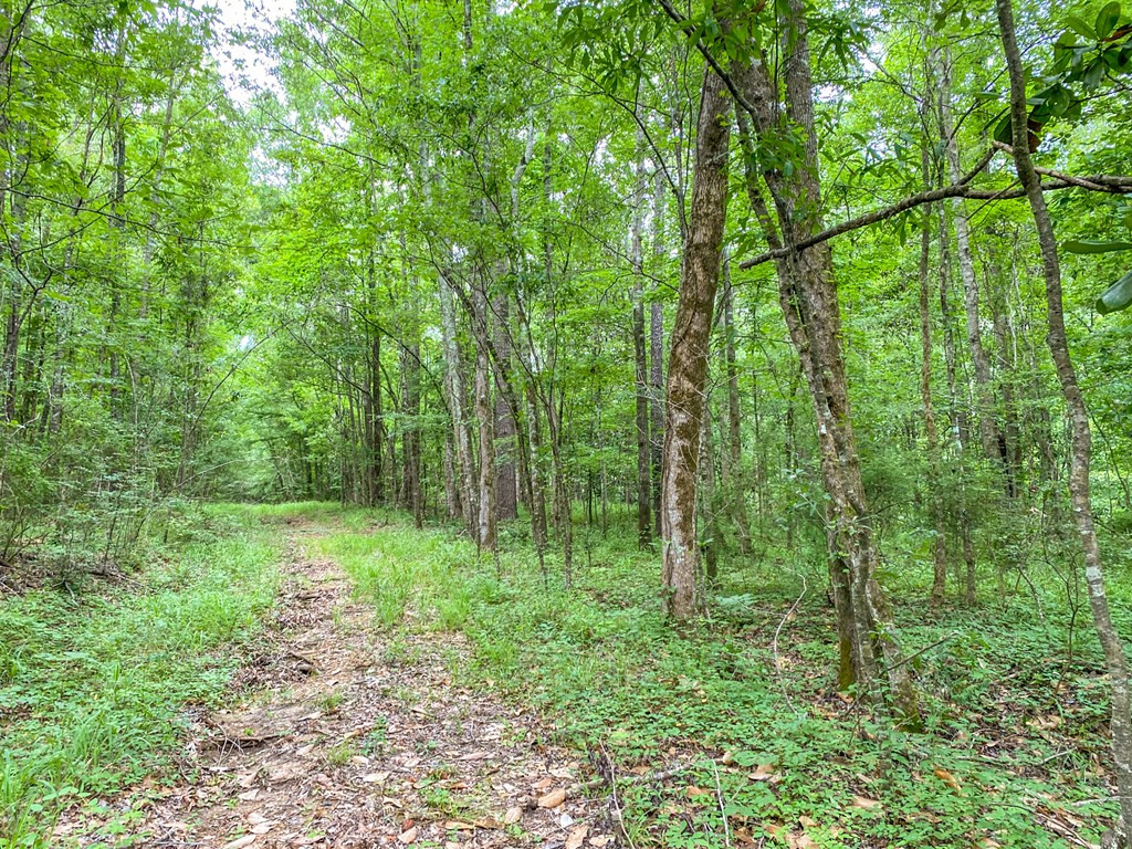 Tbd Black Bear Road Natchez, MS 39120 - Photo 29 of 30 Photo 29