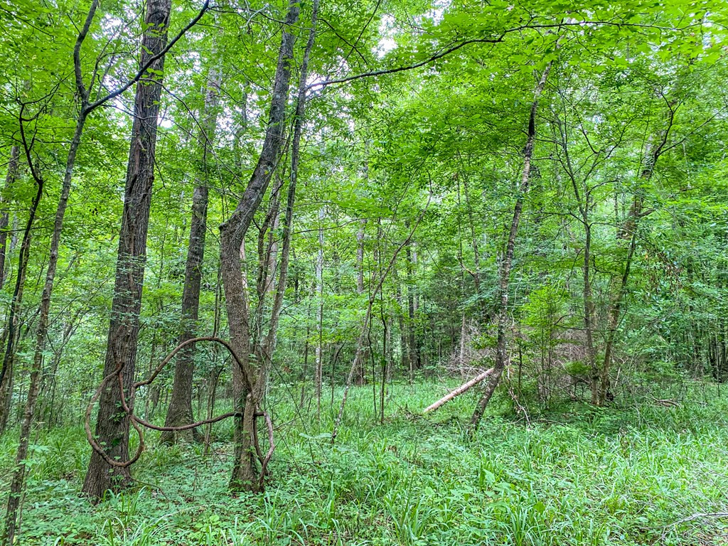 Tbd Black Bear Road Natchez, MS 39120 - Photo 30 of 30 Photo 30
