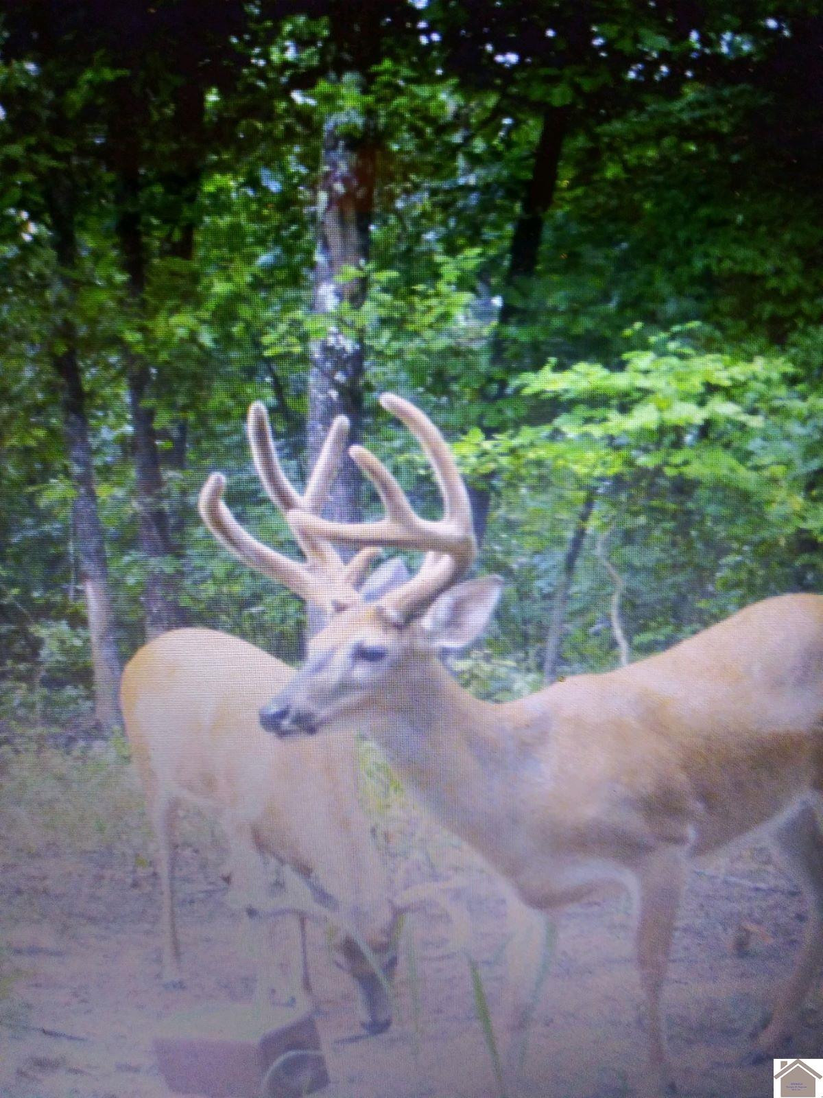 0 Waid Road Benton, KY 42025 - Photo 2 of 35 Photo 2