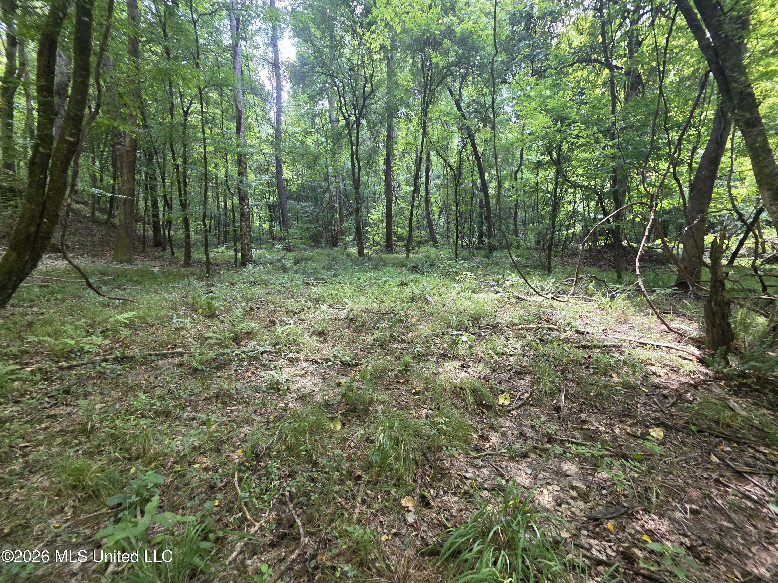 Oldenburg Road Roxie, MS 39661 - Photo 16 of 87 38175