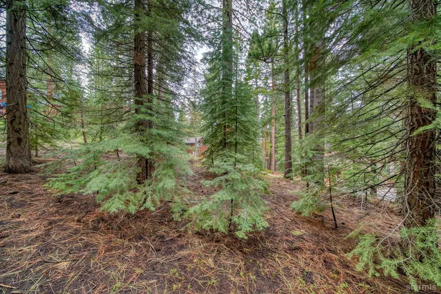 a view of a forest filled with trees