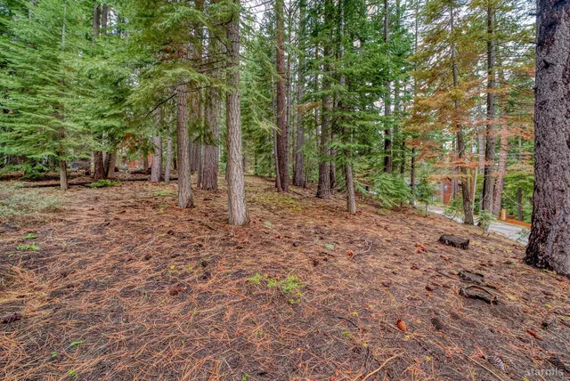 a view of a backyard with trees