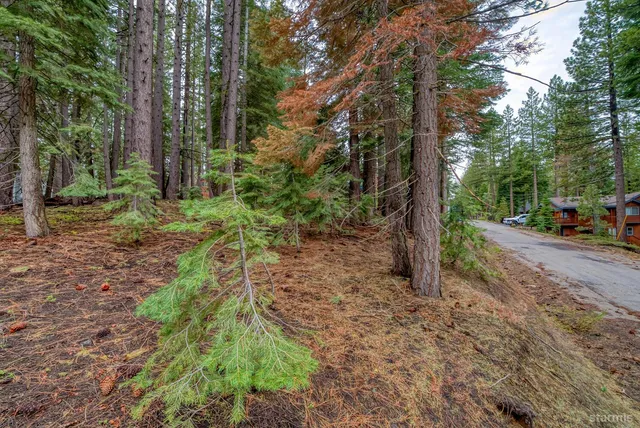 a view of a road with trees