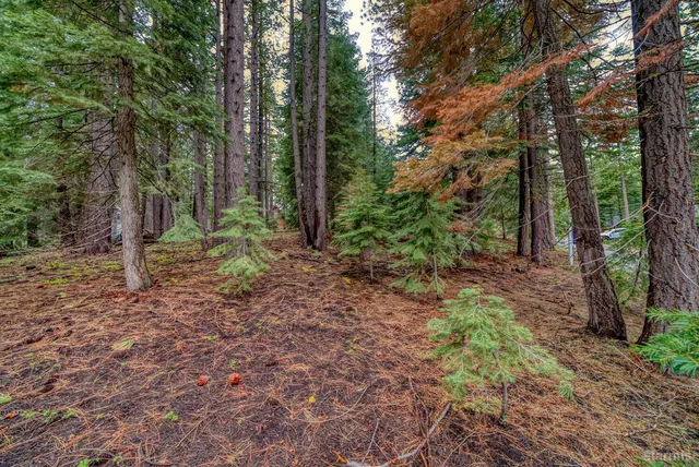 a view of a forest that has large trees