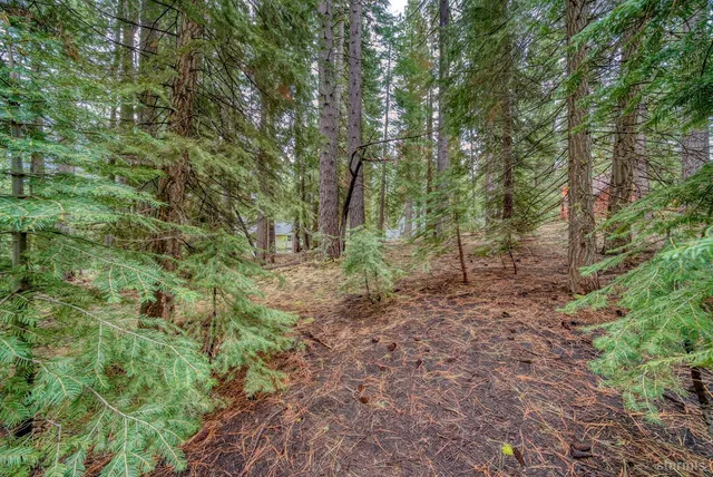 a view of a forest with trees in the background