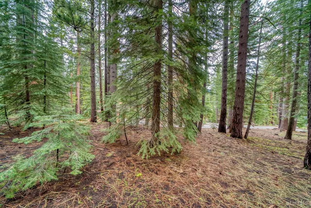 a view of a forest with trees in the background