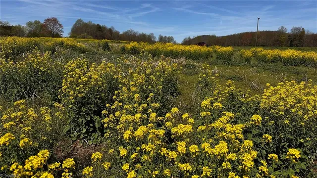 $121,250 | Tbd002 Christian Home Church Road, Traphill, NC 28685