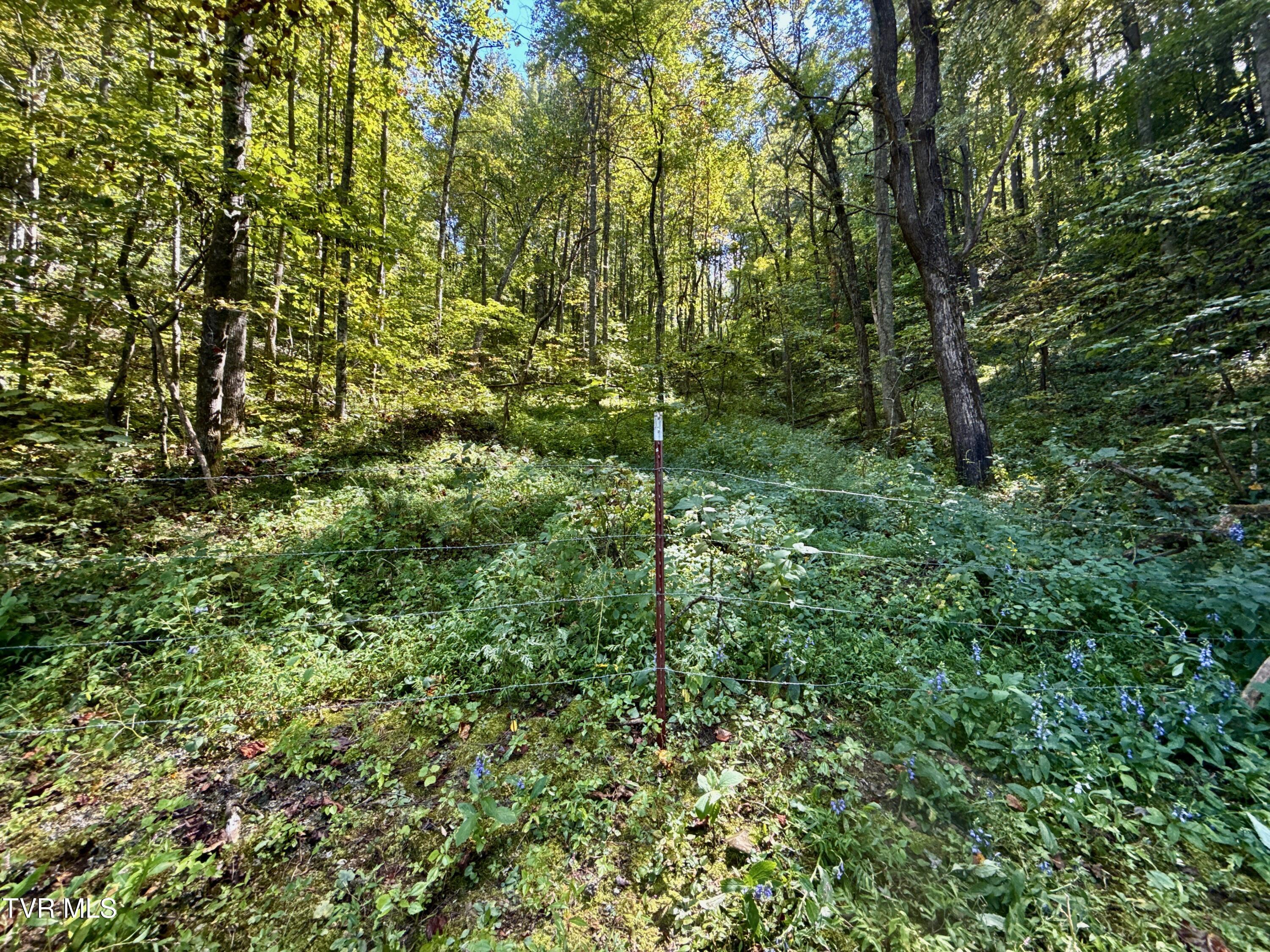 34-ac 34-ac Tbd Off Big Creek Road Hartford, TN 37753 - Photo 13 of 29 _Pic13 (26)