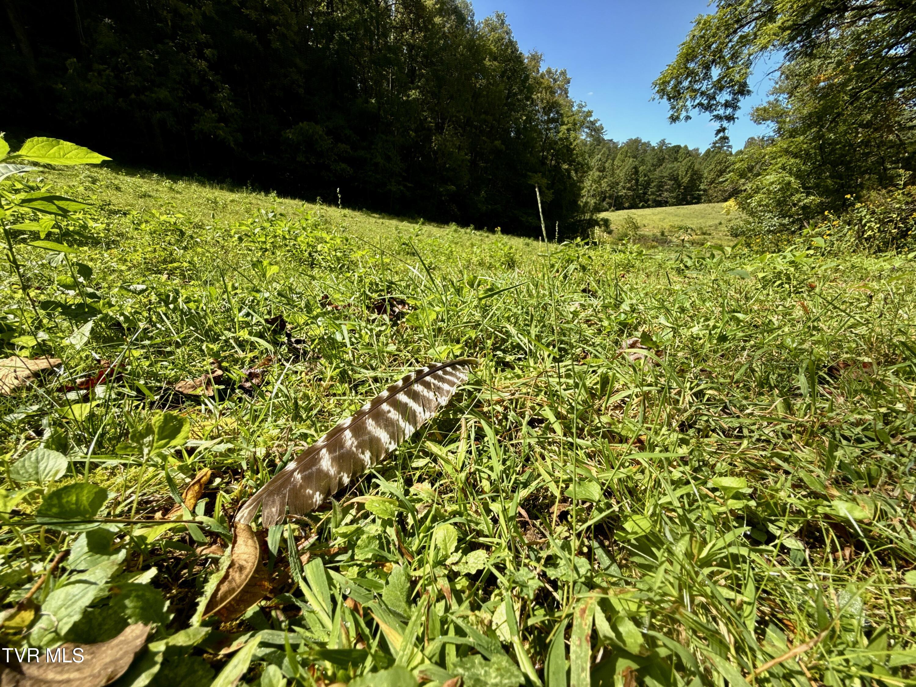 34-ac 34-ac Tbd Off Big Creek Road Hartford, TN 37753 - Photo 22 of 29 _Pic22 (24)