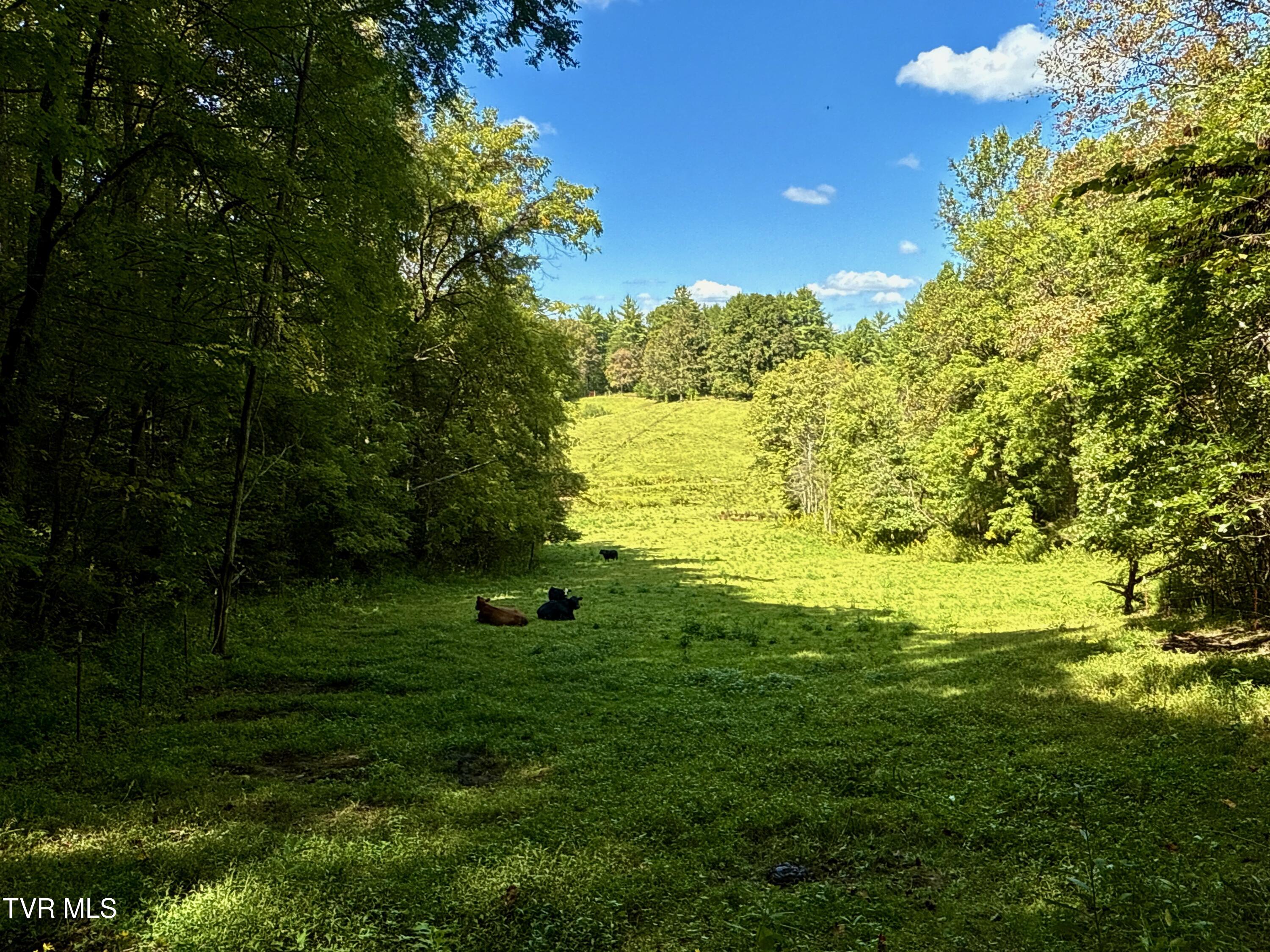 34-ac 34-ac Tbd Off Big Creek Road Hartford, TN 37753 - Photo 9 of 29 _Pic9 (24)