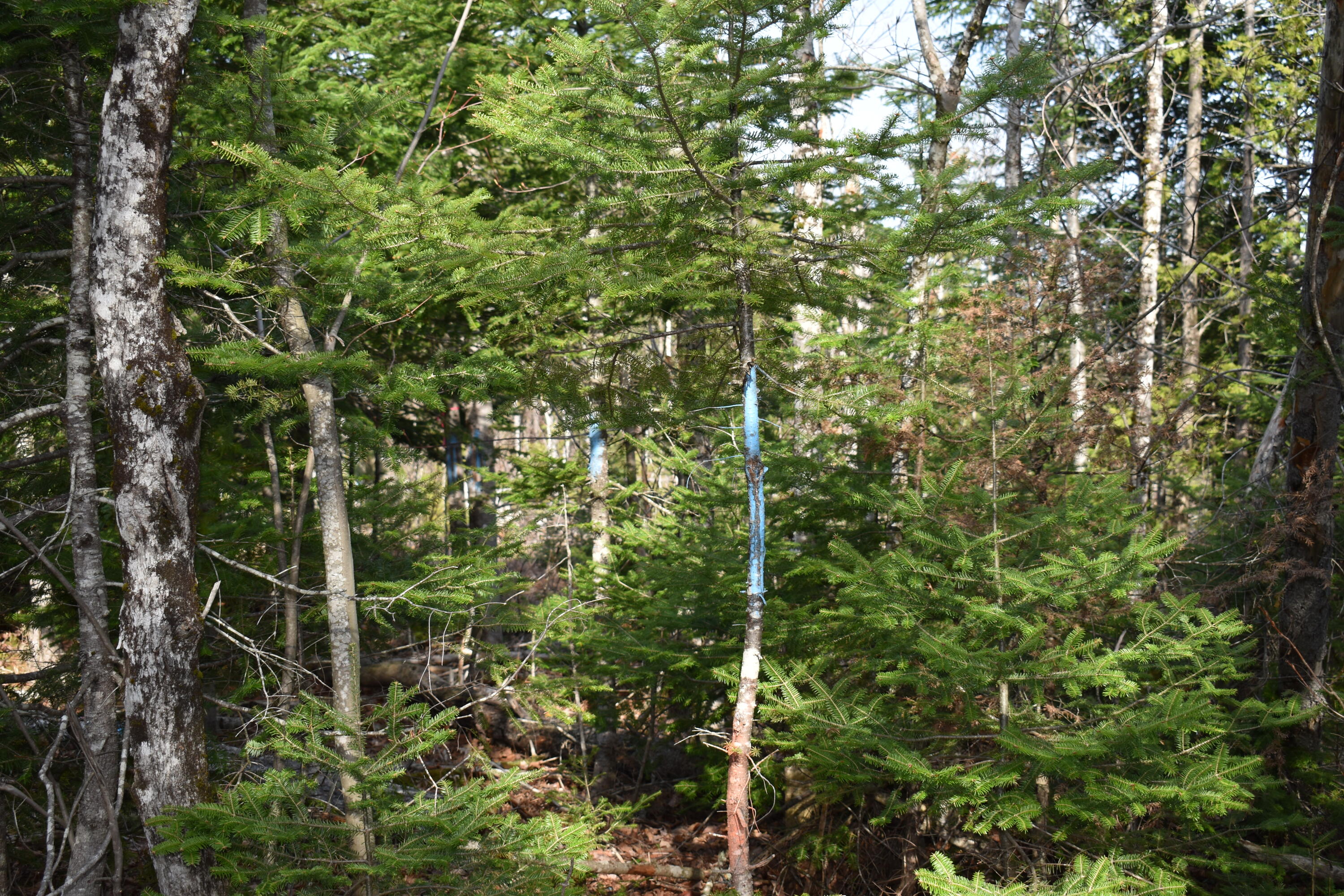 3080 Lee Road Lee, ME 04455 - Photo 12 of 17 DSC_0178