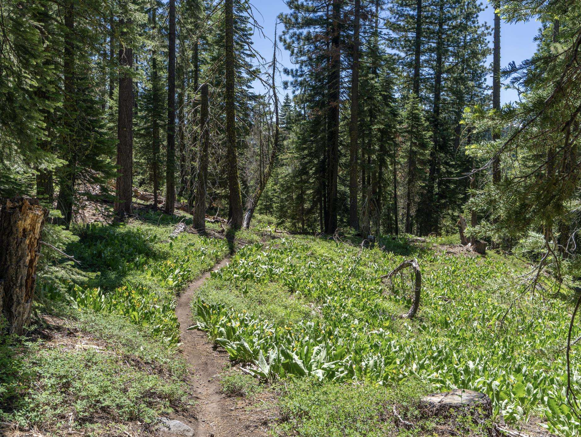 3090 River Road Truckee, CA 96161 - Photo 27 of 27