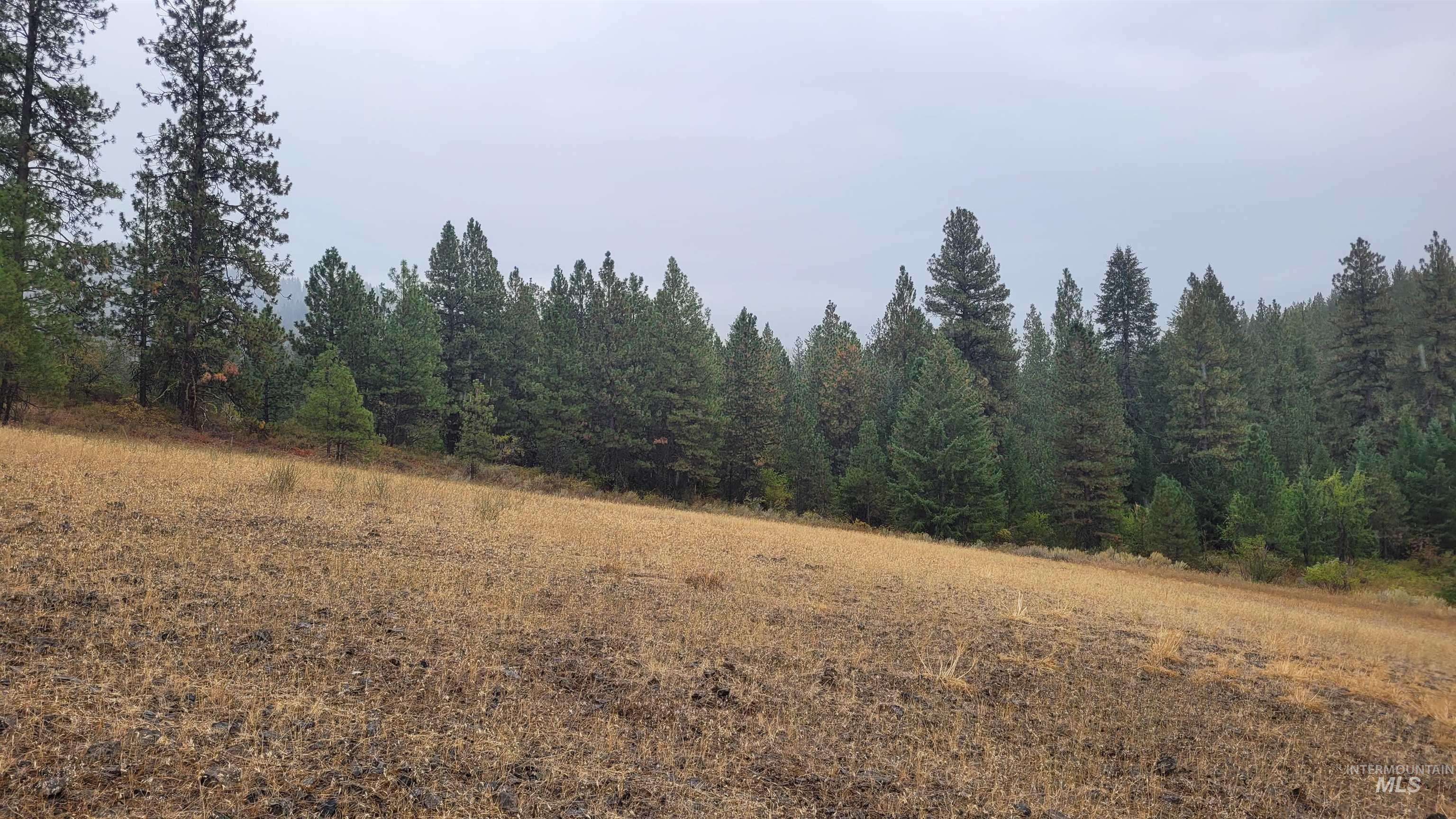 Tbd Tbd Adams County Council, ID 83612 - Photo 7 of 10 View of wooded area