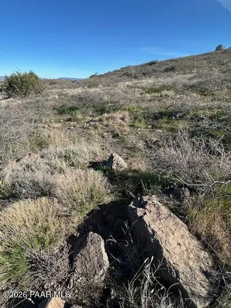 a view of a forest with a mountain in the background