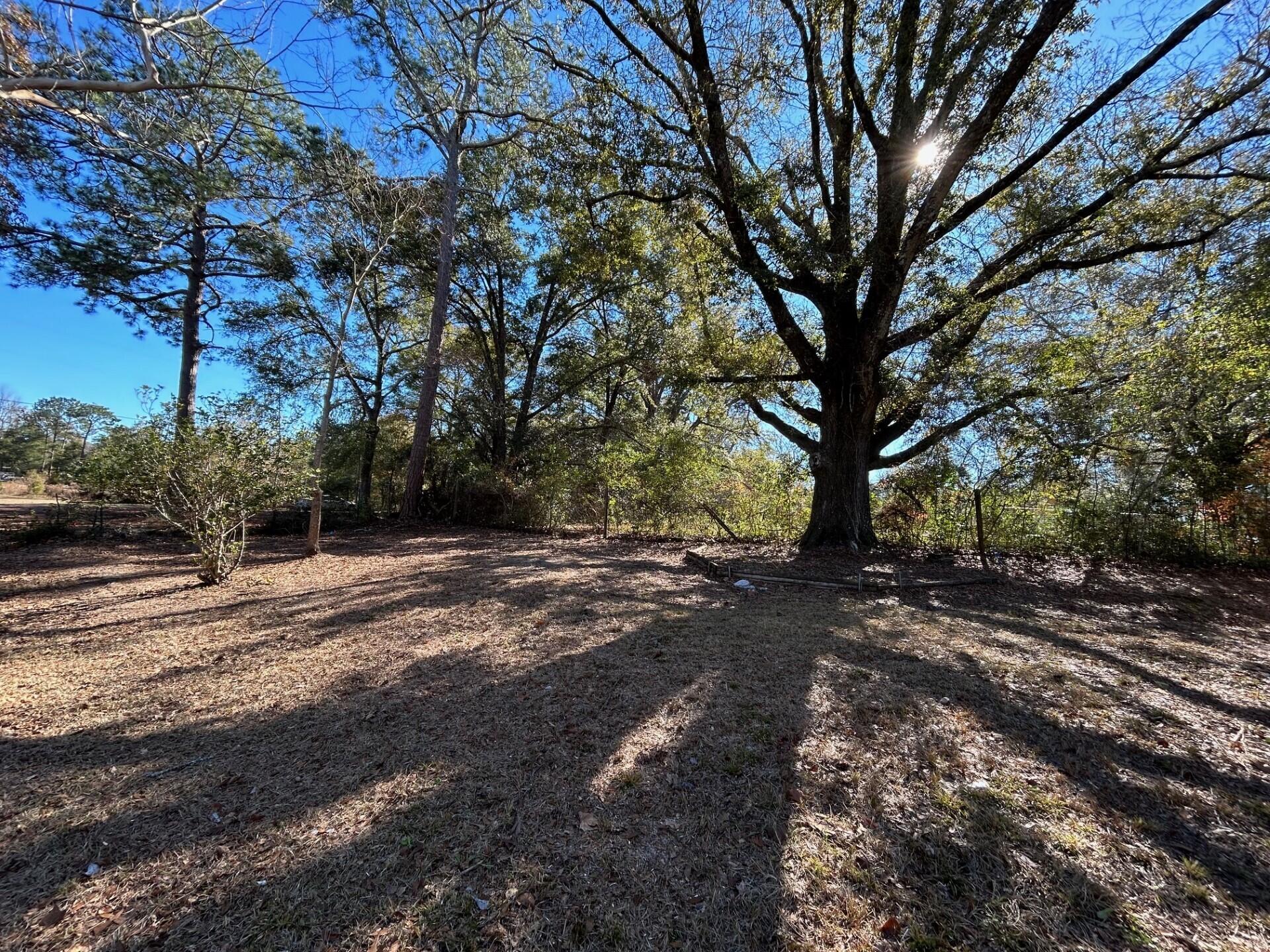 332 Cannon Drive Laurel Hill, FL 32567 - Photo 6 of 36 a view of a tree in the middle of a yard
