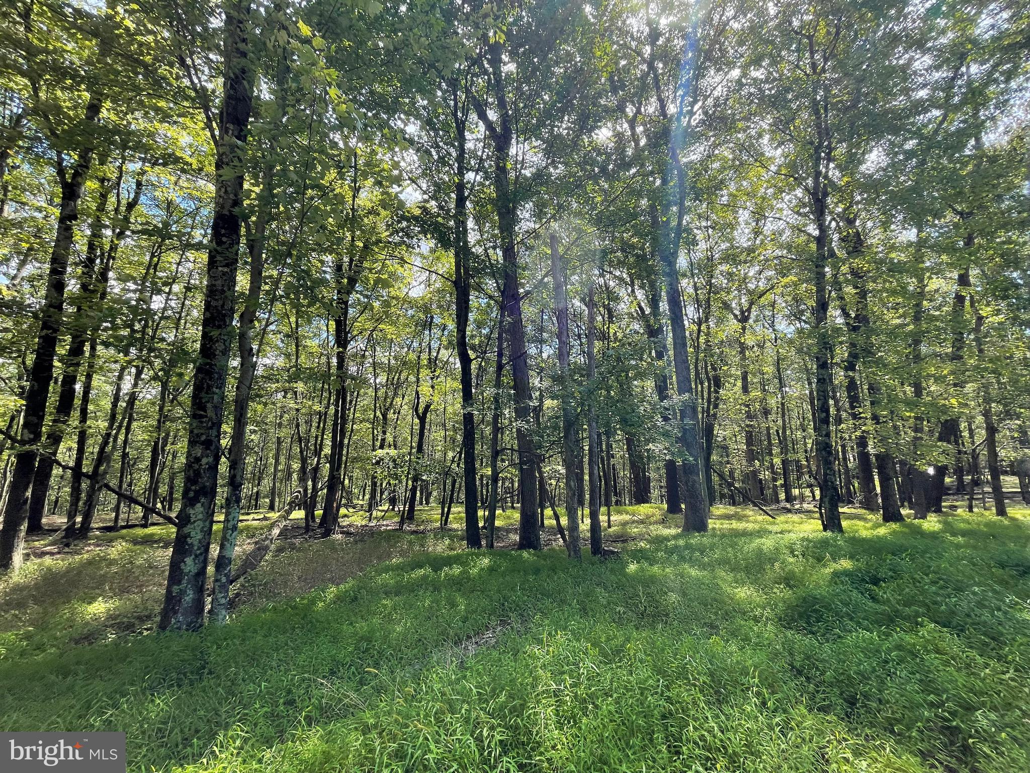 117 Spring Mountain Drive Zion Grove, PA 17985 - Photo 1 of 19 a view of park space