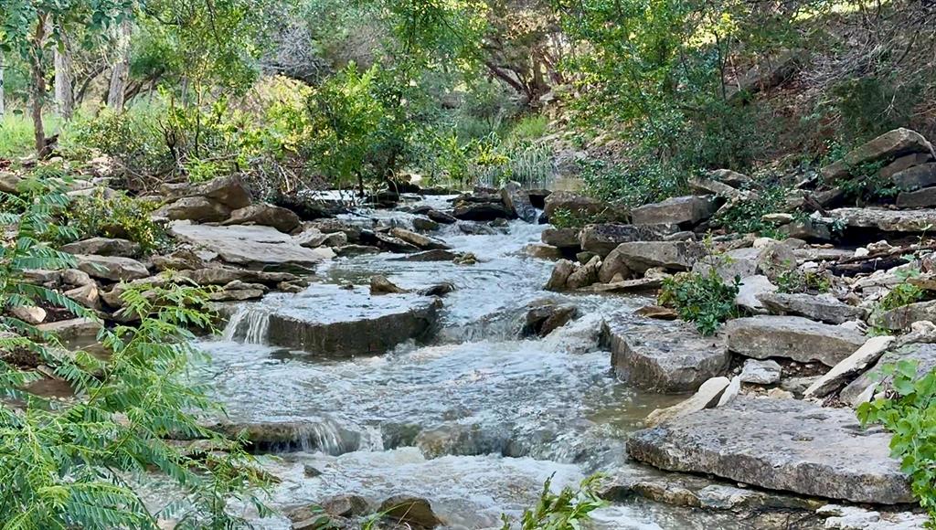 a view of a forest with a tree