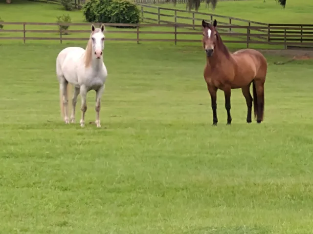 $700,000 | 925 Hiawatha Farms Road, Monticello, FL 32344