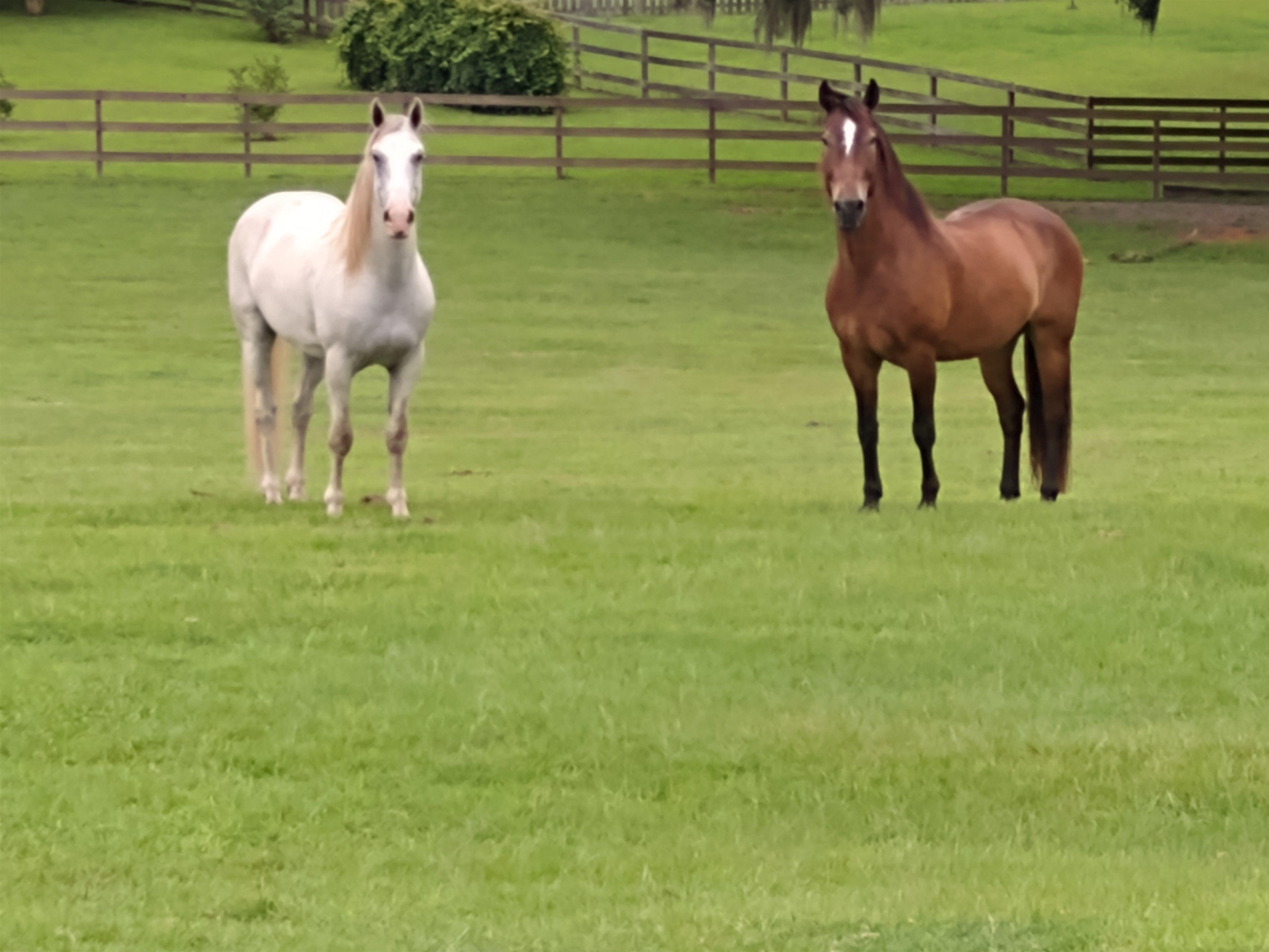 925 Hiawatha Farms Road Monticello, FL 32344 - Photo 18 of 58