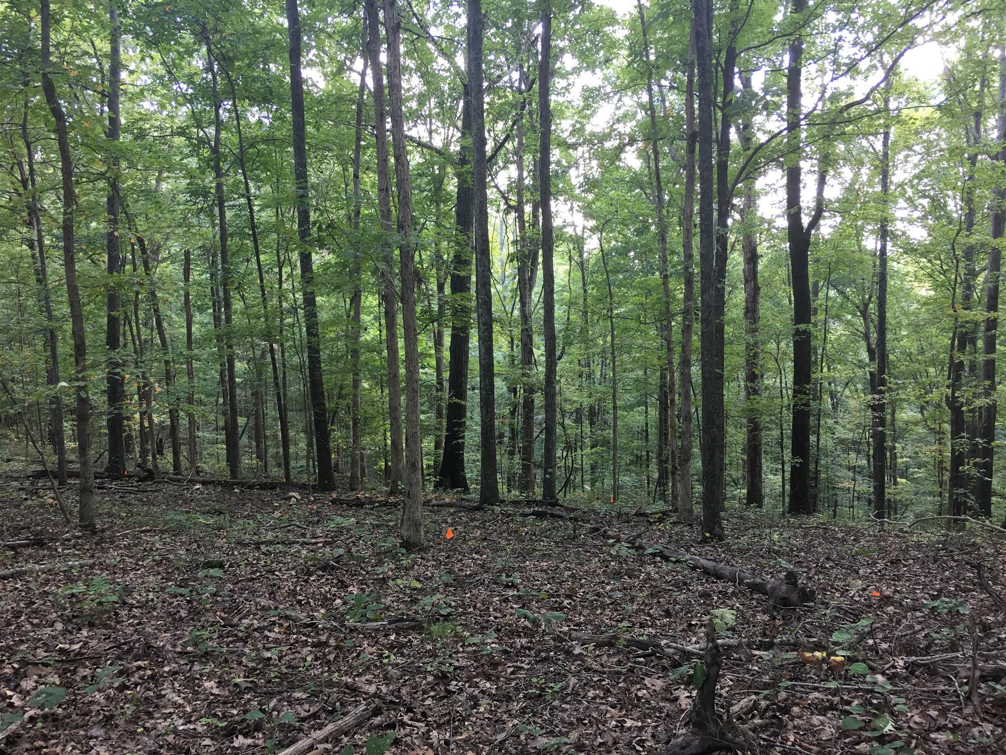 1158 Dora Whitley Road Franklin, TN 37069 - Photo 1 of 19 a view of outdoor space and green space