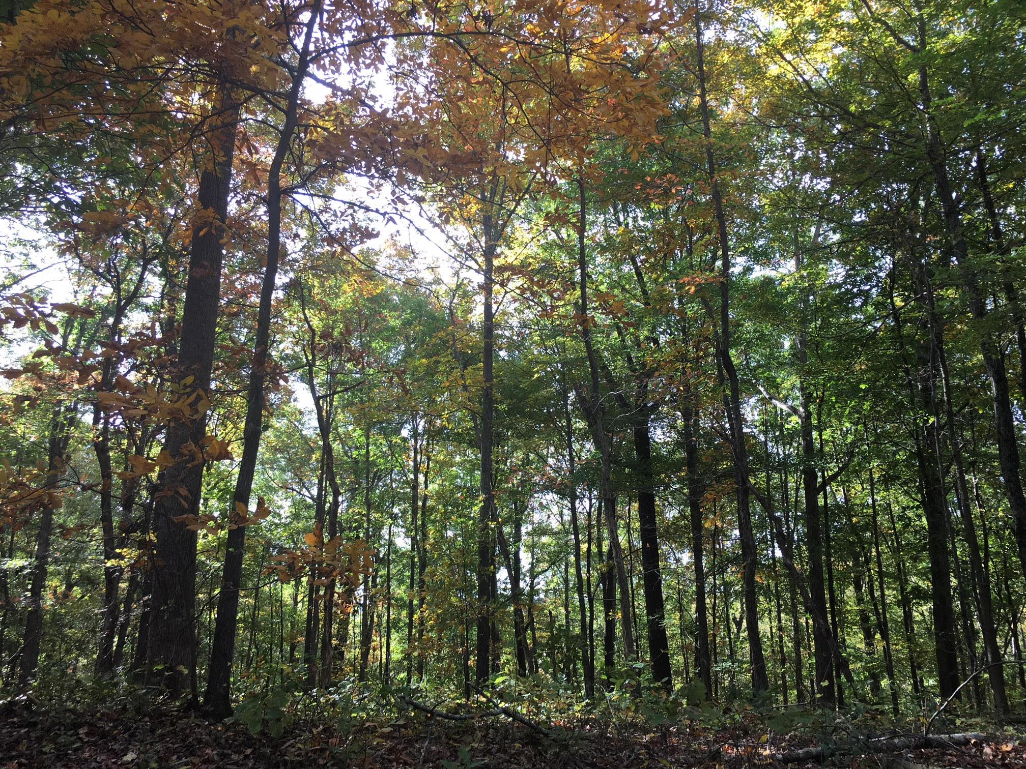 1158 Dora Whitley Road Franklin, TN 37069 - Photo 16 of 19 a view of forest