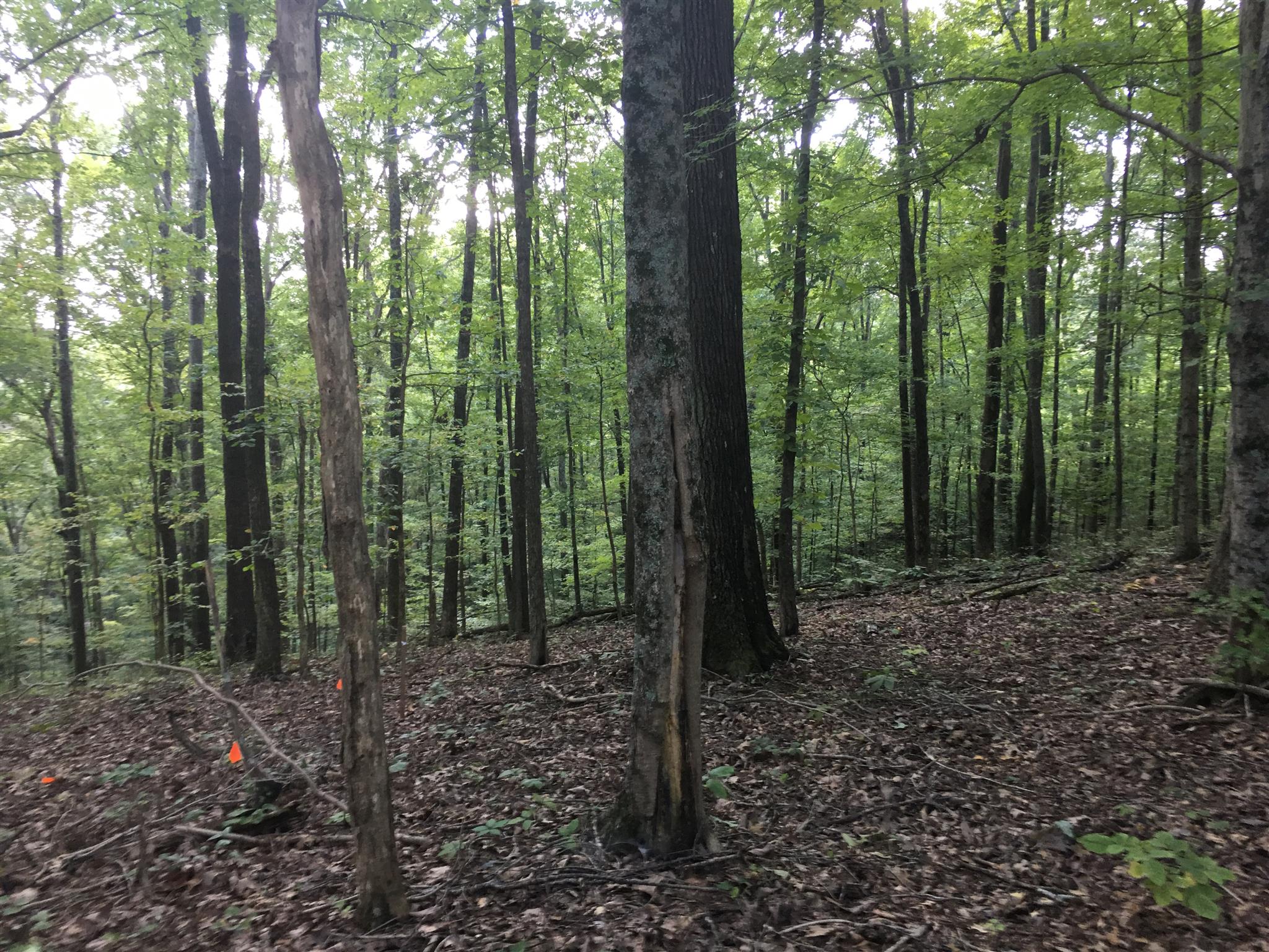 1158 Dora Whitley Road Franklin, TN 37069 - Photo 19 of 19 a view of a forest that has large trees