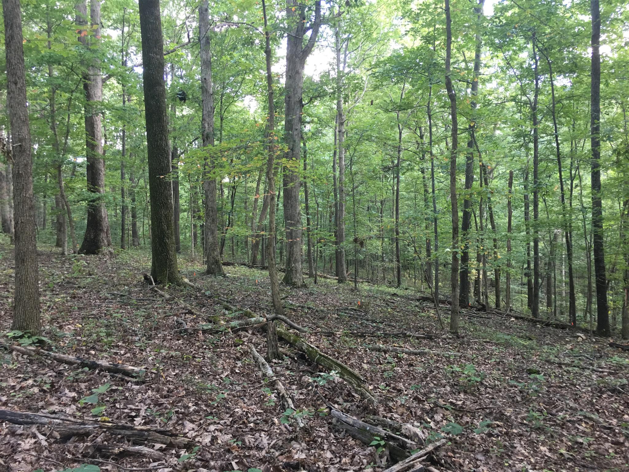 1158 Dora Whitley Road Franklin, TN 37069 - Photo 3 of 19 a view of a forest with trees